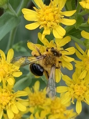 Andrena helianthi