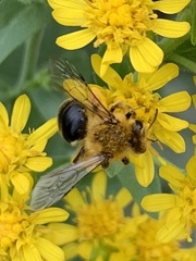 Andrena helianthi