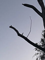 Pelecaniformes