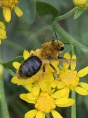 Andrena helianthi
