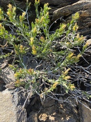 Ericameria discoidea