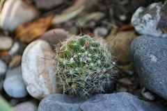 Mammillaria oteroi