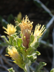 Ericameria discoidea