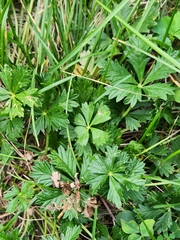 Potentilla argentea