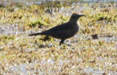Euphagus