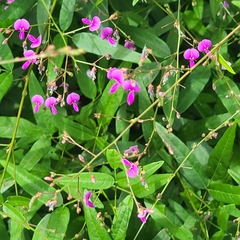 Desmodium paniculatum