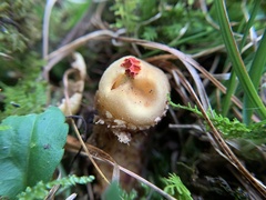 Calostoma ravenelii