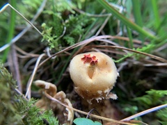 Calostoma ravenelii
