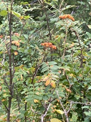 Sorbus sitchensis