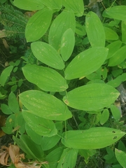 Uvularia grandiflora
