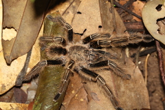 Ephebopus murinus