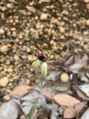 Caladenia macrostylis