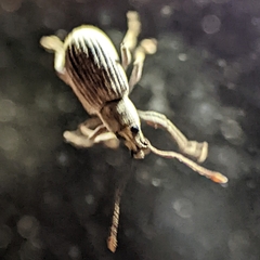 Cyrtepistomus castaneus