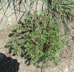 Portulaca pilosa