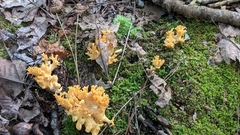 Ramaria