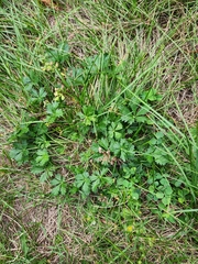 Potentilla argentea