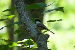 Poecile atricapillus image