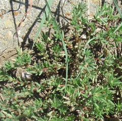 Portulaca pilosa