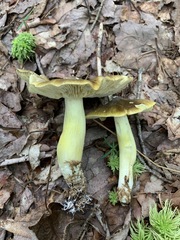 Tricholoma