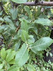 Salix bebbiana