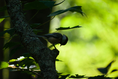 Poecile atricapillus image