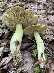 Tricholoma