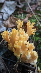 Ramaria