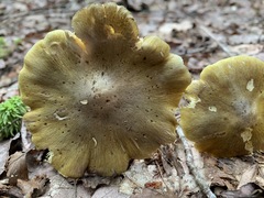Tricholoma