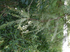 Taxodiomyia cupressi