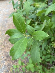 Salix bebbiana