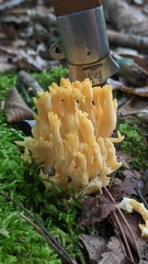 Ramaria