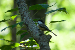 Poecile atricapillus image