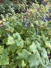 Ribes sanguineum
