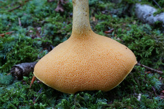 Suillus subaureus