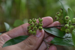 Aronia arbutifolia