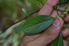 Aronia arbutifolia