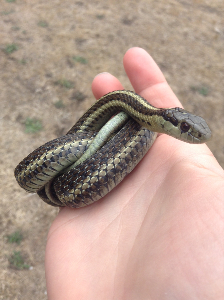 Northwestern Garter Snake From 405 Blossom Ln, Port Townsend, WA, US On ...