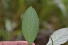 Aronia arbutifolia