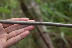 Aronia arbutifolia