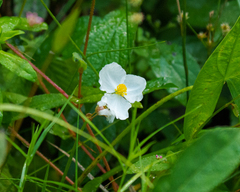 Sagittaria graminea