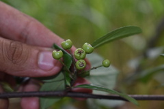 Aronia arbutifolia