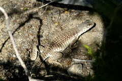 Dipsosaurus dorsalis