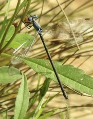 Lestes vigilax