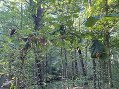 Litylenchus crenatae