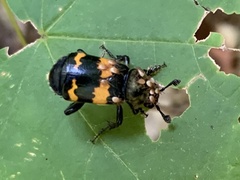 Nicrophorus tomentosus