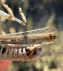 Melanoplus infantilis