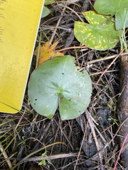 Polypedilum braseniae