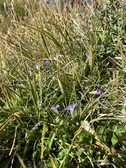 Gentianopsis holopetala