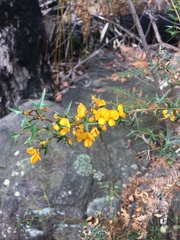 Podolobium ilicifolium