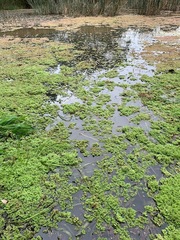 Azolla rubra